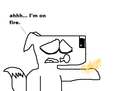 boxdog1